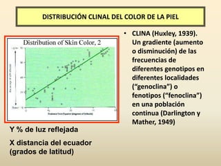 DISTRIBUCIÓN CLINAL DEL COLOR DE LA PIEL
• CLINA (Huxley, 1939).
Un gradiente (aumento
o disminución) de las
frecuencias de
diferentes genotipos en
diferentes localidades
(“genoclina”) o
fenotipos (“fenoclina”)
en una población
continua (Darlington y
Mather, 1949)
Y % de luz reflejada
X distancia del ecuador
(grados de latitud)
 