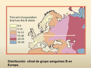 Distribución clinal de grupo sanguíneo B en
Europa.
 