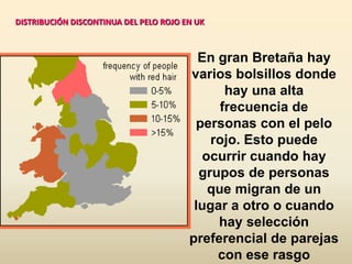 DISTRIBUCIÓN DISCONTINUA DEL PELO ROJO EN UK
En gran Bretaña hay
varios bolsillos donde
hay una alta
frecuencia de
personas con el pelo
rojo. Esto puede
ocurrir cuando hay
grupos de personas
que migran de un
lugar a otro o cuando
hay selección
preferencial de parejas
con ese rasgo
 