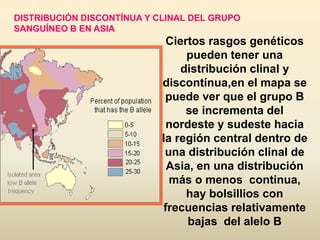 DISTRIBUCIÓN DISCONTÍNUA Y CLINAL DEL GRUPO
SANGUÍNEO B EN ASIA
Ciertos rasgos genéticos
pueden tener una
distribución clinal y
discontínua,en el mapa se
puede ver que el grupo B
se incrementa del
nordeste y sudeste hacia
la región central dentro de
una distribución clinal de
Asia, en una distribución
más o menos continua,
hay bolsillios con
frecuencias relativamente
bajas del alelo B
 