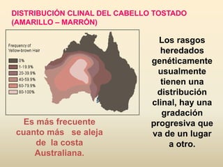 DISTRIBUCIÓN CLINAL DEL CABELLO TOSTADO
(AMARILLO – MARRÓN)
Los rasgos
heredados
genéticamente
usualmente
tienen una
distribución
clinal, hay una
gradación
progresiva que
va de un lugar
a otro.
Es más frecuente
cuanto más se aleja
de la costa
Australiana.
 
