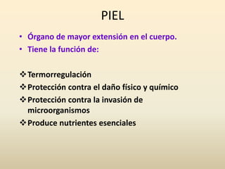 PIEL
• Órgano de mayor extensión en el cuerpo.
• Tiene la función de:
Termorregulación
Protección contra el daño físico y químico
Protección contra la invasión de
microorganismos
Produce nutrientes esenciales
 