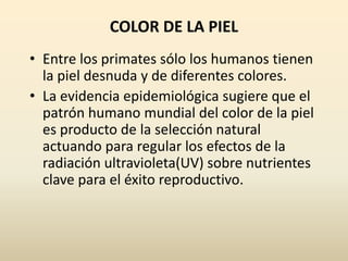 COLOR DE LA PIEL
• Entre los primates sólo los humanos tienen
la piel desnuda y de diferentes colores.
• La evidencia epidemiológica sugiere que el
patrón humano mundial del color de la piel
es producto de la selección natural
actuando para regular los efectos de la
radiación ultravioleta(UV) sobre nutrientes
clave para el éxito reproductivo.
 