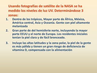 Usando fotografías de satélite de la NASA se ha
medido los niveles de luz UV. Determinándose 3
zonas:
1. Dentro de los trópicos, Mayor parte de África, México,
América central, Asia y Oceanía. Gente con piel altamente
melanizada
2. Gran parte de del hemisferio norte, incluyendo la mayor
parte EEUU y el norte de Europa. Los residentes iniciales
tenían la piel clara y de fácil bronceado.
3. Incluye las altas latitudes y la zona polar, la piel de la gente
es más pálida y tienen un gran riesgo de deficiencia de
vitamina D, compensada con la alimentación
 