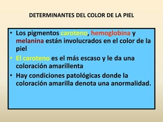 DETERMINANTES DEL COLOR DE LA PIEL
• Los pigmentos caroteno, hemoglobina y
melanina están involucrados en el color de la
piel
• El caroteno es el más escaso y le da una
coloración amarillenta
• Hay condiciones patológicas donde la
coloración amarilla denota una anormalidad.
 