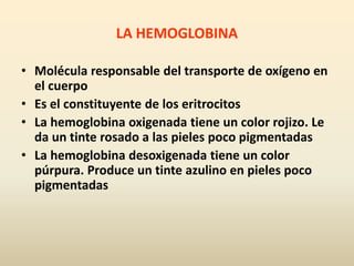 LA HEMOGLOBINA
• Molécula responsable del transporte de oxígeno en
el cuerpo
• Es el constituyente de los eritrocitos
• La hemoglobina oxigenada tiene un color rojizo. Le
da un tinte rosado a las pieles poco pigmentadas
• La hemoglobina desoxigenada tiene un color
púrpura. Produce un tinte azulino en pieles poco
pigmentadas
 