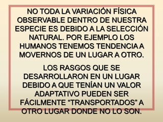 NO TODA LA VARIACIÓN FÍSICA
OBSERVABLE DENTRO DE NUESTRA
ESPECIE ES DEBIDO A LA SELECCIÓN
NATURAL. POR EJEMPLO LOS
HUMANOS TENEMOS TENDENCIA A
MOVERNOS DE UN LUGAR A OTRO.
LOS RASGOS QUE SE
DESARROLLARON EN UN LUGAR
DEBIDO A QUE TENÍAN UN VALOR
ADAPTATIVO PUEDEN SER
FÁCILMENTE “TRANSPORTADOS” A
OTRO LUGAR DONDE NO LO SON.
 
