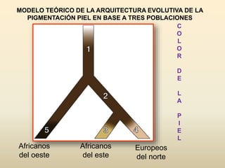Africanos
del oeste
Africanos
del este
Europeos
del norte
MODELO TEÓRICO DE LA ARQUITECTURA EVOLUTIVA DE LA
PIGMENTACIÓN PIEL EN BASE A TRES POBLACIONES
C
O
L
O
R
D
E
L
A
P
I
E
L
 