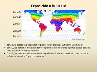 Zona1
Zona 2
Zona 3
Zona 3
Zona 2
Exposición a la luz UV
 Zona 1, la personas pueden tener piel oscura y producir suficiente vitamina D
 Zona 2, las personas necesitan tener la piel más clara durante algunas etapas del año
para producir suficiente vitamina D
 Zona 3, las personas necesitan tener la piel clara durante todo el año para producir
suficiente vitamina D y no broncearse
 