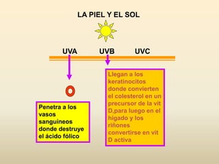 LA PIEL Y EL SOL
UVA UVB UVC
Penetra a los
vasos
sanguíneos
donde destruye
el ácido fólico
Llegan a los
keratinocitos
donde convierten
el colesterol en un
precursor de la vit
D,para luego en el
hígado y los
riñones
convertirse en vit
D activa
 