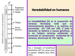 Heredabilidad en humanos
La heredabilidad (H) es la proporción de
varianza fenotípica total que es
exclusivamente genética y se expresa en
porcentaje (H= 100 por 100, si toda la
variación se debiera a causas genéticas, o
si no hubiera varianza ambiental; al
aumentar el componente ambiental de la
varianza, disminuye H) H2= Vg/Vp.
 