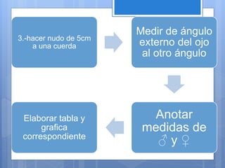 3.-hacer nudo de 5cm
a una cuerda
Medir de ángulo
externo del ojo
al otro ángulo
Anotar
medidas de
♂ y ♀
Elaborar tabla y
grafica
correspondiente
 