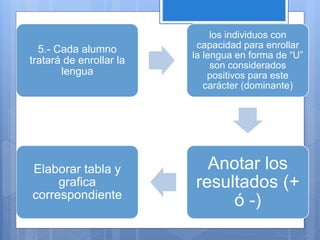 5.- Cada alumno
tratará de enrollar la
lengua
los individuos con
capacidad para enrollar
la lengua en forma de “U”
son considerados
positivos para este
carácter (dominante)
Anotar los
resultados (+
ó -)
Elaborar tabla y
grafica
correspondiente
 