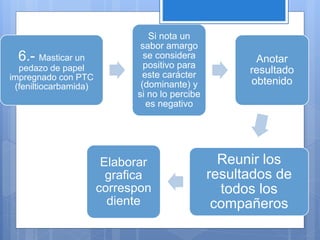 6.- Masticar un
pedazo de papel
impregnado con PTC
(feniltiocarbamida)
Si nota un
sabor amargo
se considera
positivo para
este carácter
(dominante) y
si no lo percibe
es negativo
Anotar
resultado
obtenido
Reunir los
resultados de
todos los
compañeros
Elaborar
grafica
correspon
diente
 
