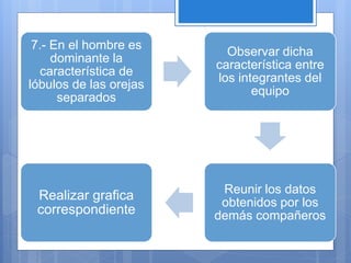 7.- En el hombre es
dominante la
característica de
lóbulos de las orejas
separados
Observar dicha
característica entre
los integrantes del
equipo
Reunir los datos
obtenidos por los
demás compañeros
Realizar grafica
correspondiente
 