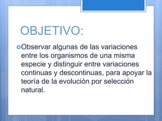 OBJETIVO:
Observar algunas de las variaciones
entre los organismos de una misma
especie y distinguir entre variaciones
continuas y descontinuas, para apoyar la
teoría de la evolución por selección
natural.
 