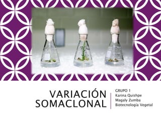 VARIACIÓN
SOMACLONAL
GRUPO 1
Karina Quishpe
Magaly Zumba
Biotecnología Vegetal
 