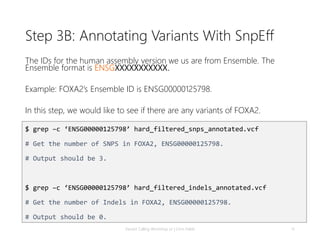 Snpeff Output Variant calling v4 | PPTX