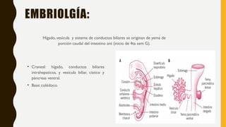 VARIANTES ANATOMICOS DE VESICULA BILIAR Y COLEDOCO.pptx