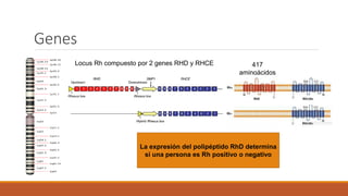 Rh Locus Variantes antigeno dRhD | PDF