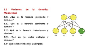 2.2 Variantes de la Genética
Mendeliana
2.2.1 ¿Qué es la herencia intermedia y
ejemplos?
2.2.2 Qué es la herencia dominante y
ejemplos?
2.2.3 Qué es la herencia codominante y
ejemplos?
2.2.3 ¿Qué son los alelos múltiples y
ejemplos?
2.2.4 Qué es la herencia letal y ejemplos?
 