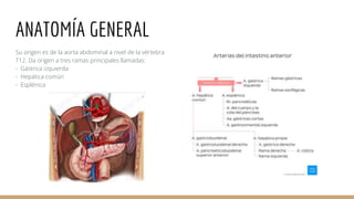 VARIANTES TRONCO CELIACO Y ARTERIA MESENTERICA SUPERIORS.pptx
