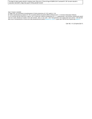 Si prega di citare questo articolo in stampa come: Zhou et al., Prove di fuga di SARS-CoV-2 variante B.1.351 da sieri naturali e
vaccinati, Cell (2021), https://doi.org/10.1016/j.cell.2021.02.037
dopo il ricovero in ospedale.
(A) Saggi FRNT che confrontano la neutralizzazione di Victoria (arancione) e B.1.351 (verde) (n = 34).
(B) Test di neutralizzazione di Victoria e B.1.351 con plasma ottenuto da pazienti affetti da infezione da B.1.1.7 nei tempi indicati dopo l'infezione.
(C e D) Confronto dei titoli FRNT50 tra i ceppi B.1.351 e Victoria per il plasma convalescente e B.1.1.7, rispettivamente. Il test Wilcoxon matched-pairs signed
rank sum è stato utilizzato per l'analisi e sono stati calcolati i valori p a due code; i valori medi geometrici sono indicati sopra ogni colonna. I dati alla base
delle curve di neutralizzazione di Victoria sono stati precedentemente riportati (Supasa et al., 2021). I singoli valori FRNT50 sono riportati nella tabella S1.
Cell 189, 1-14, 29 aprile 2021 5
 