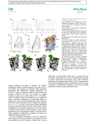 Si prega di citare questo articolo in stampa come: Zhou et al., Prove di fuga di SARS-CoV-2 variante B.1.351 da sieri naturali e
vaccinati, Cell (2021), https://doi.org/10.1016/j.cell.2021.02.037
Articol
o
ll
ACCESSO
APERTO
Figura 6. Interazione RBD dell'anticorpo e
modellazione strutturale
(A e B) grafici BLI che mostrano una serie di
titolazione del legame ad ACE2 (vedi metodi
STAR) per (A) Wu- han RBD e (B) K417N,
E484K, e N501Y
B.1.351 RBD. Si noti il tasso di spegnimento
molto più lento per B.1.351.
(C e D) KD di interazione RBD/mAb misurata da
BLI per WT Wuhan RBD (punti di sinistra) e
K417N, E484K, e N501Y B.1.351 RBD (punti di
destra).
(E) Epitopi definiti dal clustering dei mAbs sulla
RBD (grigio).
(F) BLI dati mappati sulla RBD utilizzando il
metodo descritto in (Dejnirattisai et al., 2021). Le
viste anteriore e posteriore della RBD sono
rappresentate con le sfere che rappresentano i siti
di legame degli anticorpi colorati secondo il
rapporto (KDB.1.351/ KDWuhan). Per il bianco, il
rapporto è 1; per il rosso, è <0.1 (cioè, almeno 10
volte riduzione). I punti neri si riferiscono agli
anticorpi mappati non inclusi in questa analisi;
verde scuro alla superficie di legame RBD ACE2;
e giallo ai mutati K417N, E484K, e N501Y.
(G) Come per la coppia di sinistra, ma colorati
secondo il rapporto dei titoli di neutralizzazione
(concentrazione inibitoria semimassima
[IC50]B.1.351/[IC50]Victoria). Per il bianco, il
rapporto è 1; per il rosso, è <0,01 (cioè, almeno
100 volte la riduzione). Si noti la forte
concordanza tra i due effetti, con il 269 che è il
più fortemente colpito. Gli anticorpi rosa vicini
sono principalmente gli anticorpi IGHV3-53 e
IGHV3-66.
nessuna differenza nel tasso di infezione nei volontari
sieronegativi rispetto a quelli sieropositivi (3,9 contro 3,9%), il
che implica una mancanza di protezione della precedente
esposizione alla SARS-CoV-2 rispetto all'infezione con
B.1.351. Il vaccino monodose COVID-19 della Janssen ha
mostrato un'efficacia del 72% nel prevenire la malattia
moderata e grave, che è stata ridotta al 57% in Sudafrica.
Infine, un recente rapporto dal Sudafrica su un campione di
piccole dimensioni suggerisce una sostanziale perdita di
efficacia per il vaccino Oxford-AstraZeneca contro l'infezione
da B.1.351 (10,6% di efficacia contro la malattia lieve-moderata
[Madhi et al., 2021]). Non ci sono ancora rapporti sull'efficacia
del vaccino Pfizer-Bio- NTech contro B.1.351; tuttavia, i titoli di
neutralizzazione qui riportati suggeriscono che un certo grado
di efficacia sarà mantenuto. Nel complesso, questi risultati
suggeriscono che una precedente infezione o vaccinazione con
ceppi ancestrali di SARS-CoV-2 potrebbe non fornire una
protezione adeguata contro B.1.351.
Ciò che sta guidando l'evoluzione di B.1.351 è difficile da
disen- trarre. Da un lato, qui mostriamo un aumento di circa 20
volte dell'affinità per ACE2 rispetto a Wuhan RBD, che può
influenzare la trasmissibilità. D'altra parte, la sostanziale fuga
immunitaria anticorpale da B.1.351 sta probabilmente giocando
un ruolo in paesi come il Sud Africa, dove i tassi di infezione
precedente sono relativamente alti (stima >30%). Il compromesso
tra l'aumento dell'affinità e della trasmissibilità di ACE2 e la fuga
immunitaria è probabilmente complesso; come l'immunità della
popolazione aumenta a causa della vaccinazione
 