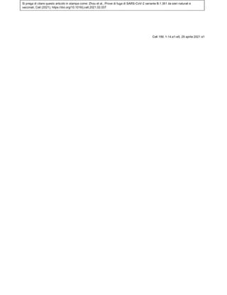 Si prega di citare questo articolo in stampa come: Zhou et al., Prove di fuga di SARS-CoV-2 variante B.1.351 da sieri naturali e
vaccinati, Cell (2021), https://doi.org/10.1016/j.cell.2021.02.037
Cell 189, 1-14.e1-e5, 29 aprile 2021 e1
 
