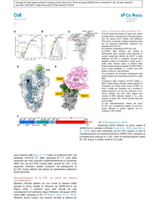 Si prega di citare questo articolo in stampa come: Zhou et al., Prove di fuga di SARS-CoV-2 variante B.1.351 da sieri naturali e
vaccinati, Cell (2021), https://doi.org/10.1016/j.cell.2021.02.037
Articol
o
ll
ACCESSO
APERTO
Figura 1. Evoluzione della variante B.1.351
(A e B) Finestra scorrevole di 7 giorni che mostra
la proporzione di sequenze con wild-type (grigio),
solo mu- tazione 501Y (verde), solo delezione
NTD (viola), e variante a doppia mutazione (nero)
per (A) sequenze selezionate contenenti UK,
delezione NTD 69-70 e
(B) Sudafrica, cancellazione NTD 241-243.
(C) Grafico della struttura che mostra la
distribuzione delle mutazioni delle sequenze di
varianti sudafricane definite da N501Y e dalla
delezione 241-243; le mutazioni puntuali sono
segnate in giallo e le delezioni in grigio scuro. I
grafici della struttura usano la struttura della
proteina spike (struttura originale dal PDB: 6ZWV)
dove è stata modellata, e i modelli sono stati
estesi in Coot per i loop mancanti.
(D) Le posizioni dei principali cambiamenti nella
proteina spike sono evidenziate nella NTD e nella
RBD.
(E) Posizioni delle mutazioni K417N, E484K, e
N501Y (giallo-basso) all'interno della superficie di
interazione con ACE2 (verde scuro) di RBD. La
vista è scelta per chiarezza ed è correlata a
quella mostrata in (C) da una rotazione di 45○
intorno all'asse che esce dalla pagina (per
rendere la RBD verticale rispetto a C) e una
rotazione di quasi 180○ intorno all'asse lungo del
dominio RBD.
(F) Una rappresentazione lineare del picco
B.1.351 con i cambiamenti segnati. Si noti che il
ceppo utilizzato in questo rapporto non ha
mutazioni L18F e R246I.
sono mostrati nelle figure 1C-1E. Inoltre, al 2 febbraio 2021, nel
database COG-UK, 21 delle sequenze B.1.1.7 sono state
osservate per aver acquisito indipendentemente la mutazione
484K (ma non la 417N) trovata nella variante B.1.351, e 90
sequenze mostrano queste mutazioni nel background di
B.1.351 (come definito dal portare la caratteristica delezione
D242-244 NTD).
Neutralizzazione di B.1.351 da parte del plasma
convalescente
Abbiamo raccolto plasma da una coorte di pazienti infetti
durante la prima ondata di infezione da SARS-CoV-2 nel
Regno Unito. I campioni sono stati raccolti da casi
convalescenti 4-9 settimane dopo l'infezione nel giugno 2020,
prima della comparsa di B.1.1.7 (Dejnir- attisai et al., 2021).
Abbiamo anche incluso una recente raccolta di plasma da
pazienti infettati da B.1.1.7 (Supasa et al., 2021).
I titoli di neutralizzazione contro Victoria, un primo ceppo di
SARS-CoV-2 correlato a Wuhan (Caly et al., 2020; Seemann et
al., 2020), sono stati confrontati con B.1.351 usando un test di
neutralizzazione con riduzione del focus (FRNT). Per i campioni di
convalescenza precoce (n = 34), i titoli di neutralizzazione contro
B.1.351 erano, in media, ridotti di 13,3 volte
 