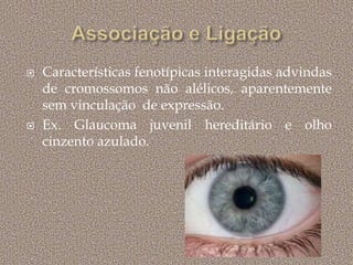  Características fenotípicas interagidas advindas
de cromossomos não alélicos, aparentemente
sem vinculação de expressão.
 Ex. Glaucoma juvenil hereditário e olho
cinzento azulado.
 