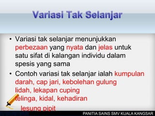 • Variasi tak selanjar menunjukkan
perbezaan yang nyata dan jelas untuk
satu sifat di kalangan individu dalam
spesis yang sama
• Contoh variasi tak selanjar ialah kumpulan
darah, cap jari, kebolehan gulung
lidah, lekapan cuping
telinga, kidal, kehadiran
lesung pipit
PANITIA SAINS SMV KUALA KANGSAR
 