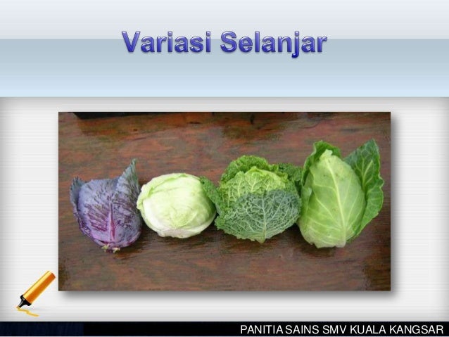 Variasi di Kalangan Hidupan