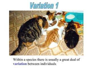 Within a species there is usually a great deal of
variation between individuals
 