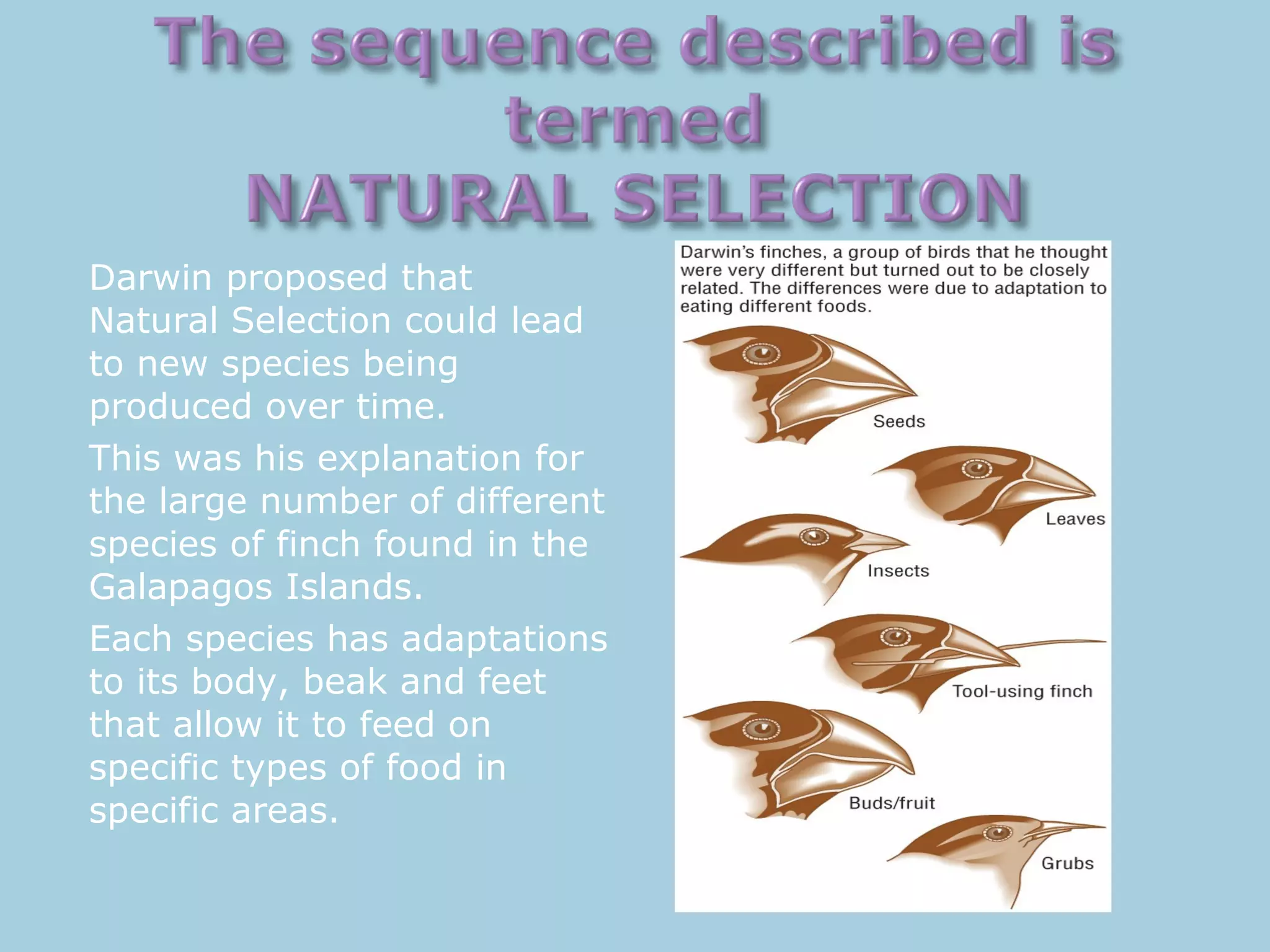 Darwin proposed that
Natural Selection could lead
to new species being
produced over time.
This was his explanation for
the large number of different
species of finch found in the
Galapagos Islands.
Each species has adaptations
to its body, beak and feet
that allow it to feed on
specific types of food in
specific areas.
 