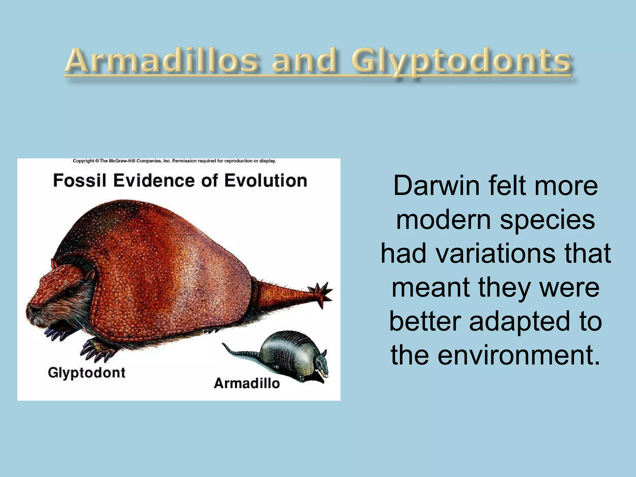Darwin felt more
modern species
had variations that
meant they were
better adapted to
the environment.
 