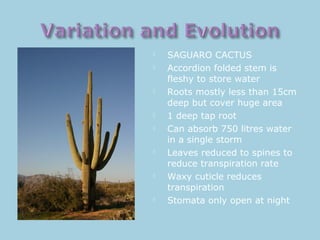  SAGUARO CACTUS
 Accordion folded stem is
fleshy to store water
 Roots mostly less than 15cm
deep but cover huge area
 1 deep tap root
 Can absorb 750 litres water
in a single storm
 Leaves reduced to spines to
reduce transpiration rate
 Waxy cuticle reduces
transpiration
 Stomata only open at night
 