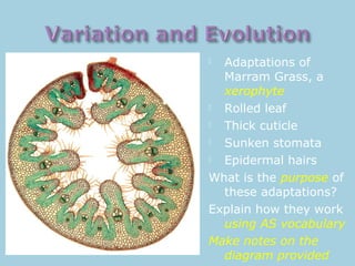  Adaptations of
Marram Grass, a
xerophyte
 Rolled leaf
 Thick cuticle
 Sunken stomata
 Epidermal hairs
What is the purpose of
these adaptations?
Explain how they work
using AS vocabulary
Make notes on the
diagram provided
 