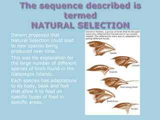 Darwin proposed that
Natural Selection could lead
to new species being
produced over time.
This was his explanation for
the large number of different
species of finch found in the
Galapagos Islands.
Each species has adaptations
to its body, beak and feet
that allow it to feed on
specific types of food in
specific areas.
 