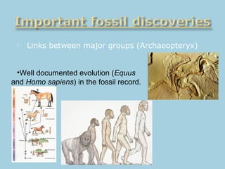  Links between major groups (Archaeopteryx)
•Well documented evolution (Equus
and Homo sapiens) in the fossil record.
 