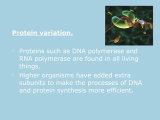 Protein variation.
 Proteins such as DNA polymerase and
RNA polymerase are found in all living
things.
 Higher organisms have added extra
subunits to make the processes of DNA
and protein synthesis more efficient.
 
