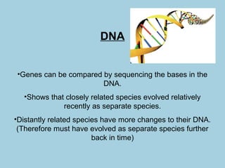 DNA
•Genes can be compared by sequencing the bases in the
DNA.
•Shows that closely related species evolved relatively
recently as separate species.
•Distantly related species have more changes to their DNA.
(Therefore must have evolved as separate species further
back in time)
 