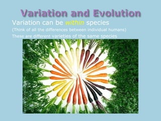 Variation can be within species
(Think of all the differences between individual humans)
These are different varieties of the same species
 