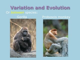 Or between species:
Gorilla Proboscis monkey
 