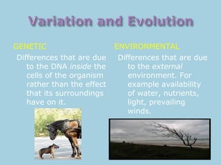 GENETIC ENVIRONMENTAL
Differences that are due
to the DNA inside the
cells of the organism
rather than the effect
that its surroundings
have on it.
Differences that are due
to the external
environment. For
example availability
of water, nutrients,
light, prevailing
winds.
 