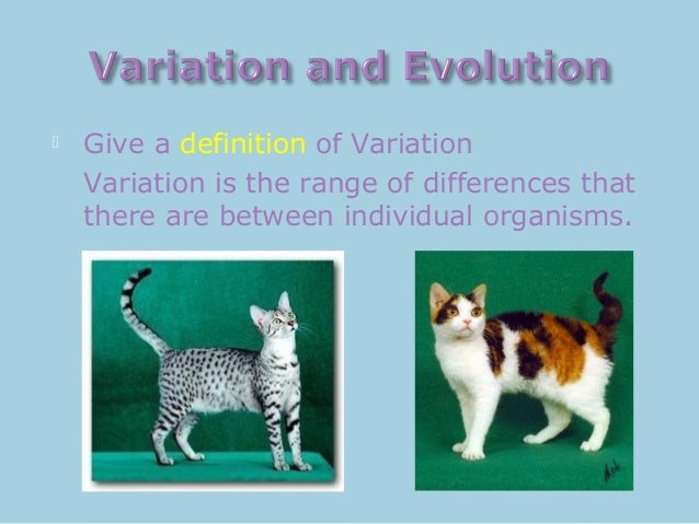 Variation 2