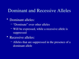 Dominant and Recessive Alleles
• Dominant alleles:
– “Dominate” over other alleles
– Will be expressed, while a recessive allele is
suppressed
• Recessive alleles:
– Alleles that are suppressed in the presence of a
dominant allele
 