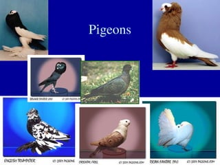 Pigeons
 