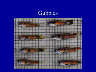 Guppies
 