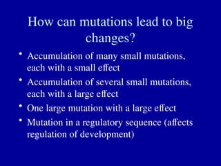 How can mutations lead to big
changes?
• Accumulation of many small mutations,
each with a small effect
• Accumulation of several small mutations,
each with a large effect
• One large mutation with a large effect
• Mutation in a regulatory sequence (affects
regulation of development)
 